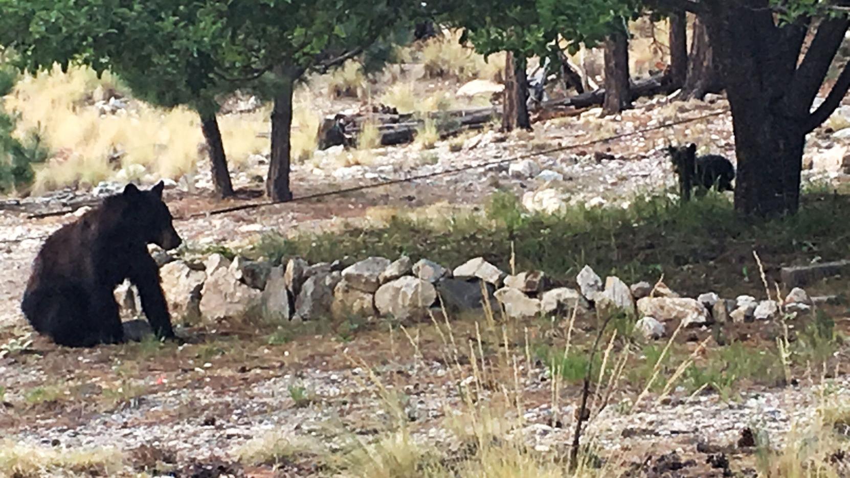 Bears possibly displaced by wildfire seen in Mount Lemmon's Summerhaven